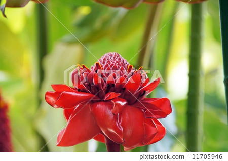 Torch ginger Torch ginger 11705946
