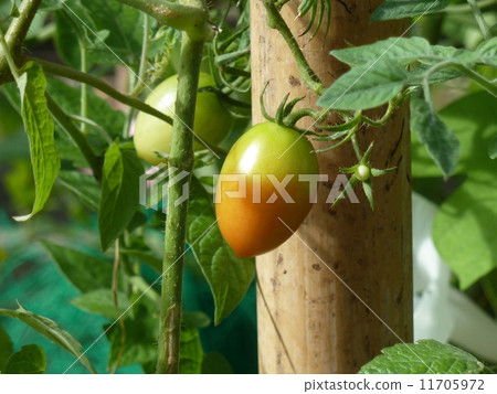 Mini Tomato Mini Tomato 11705972