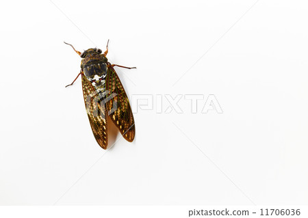 Brown cicada 11706036