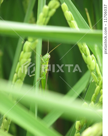 Rice and grasshopper 11706037