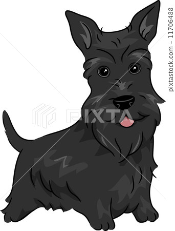 Scottish Terrier 11706488
