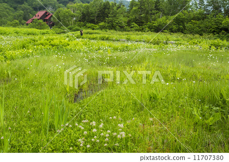 Tsugaike Nature Park 11707380