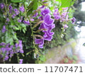 屋久島的花 11707471