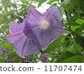 屋久島的花 11707474