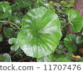 屋久島的植物 11707476