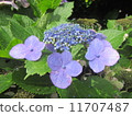 屋久島的花 11707487