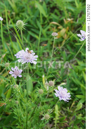 Matsumushisou Matsumushisou 11707502