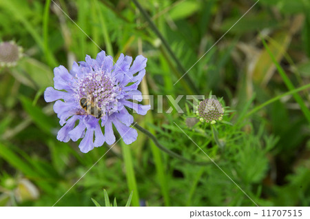 Matsumushisou 11707515