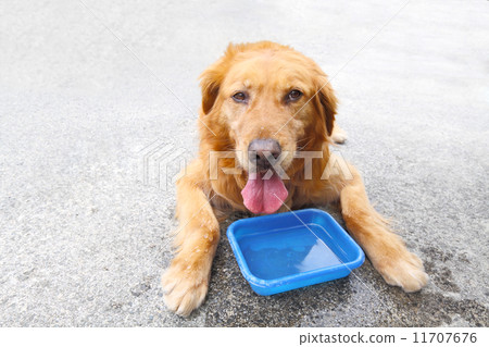 金毛獵犬當我喝水並玩弄我的眼睛時，我13歲時才拍照。 11707676