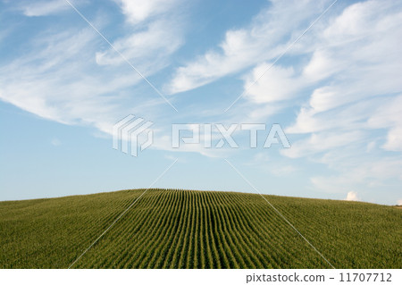 玉米田和夏天天空 玉米田和夏天天空 11707712