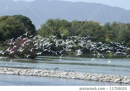 一群野鳥 11708020