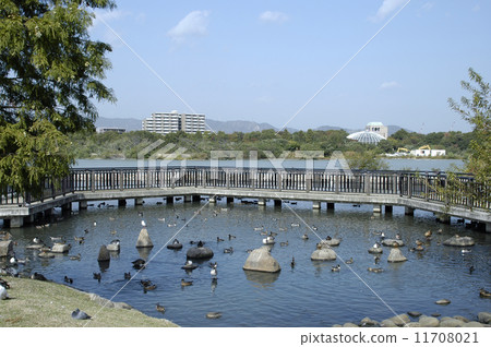 Ko yo池塘的候鳥 11708021