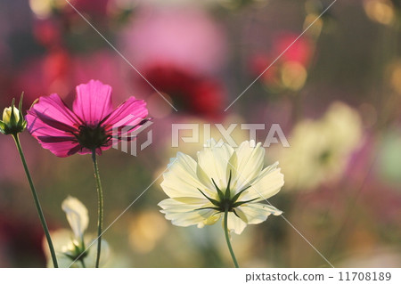 Cosmos Cosmos 11708189