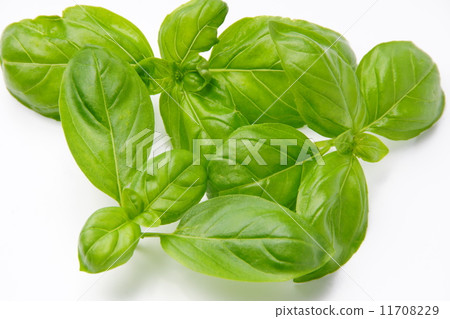 basil   11708229
