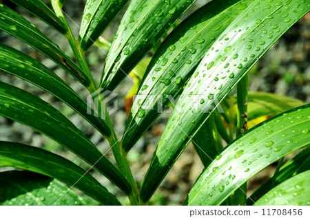 夏威夷的假期 夏威夷的假期 11708456