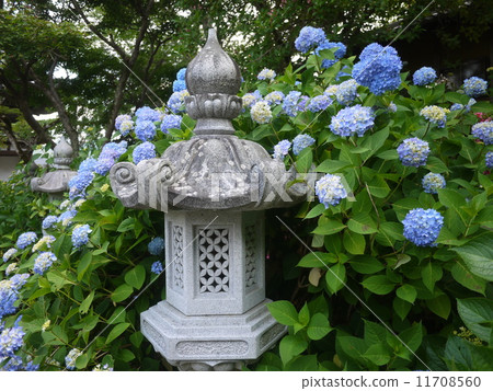Tamba hydrangea temple / Kanonji temple Tamba hydrangea temple / Kanonji temple 11708560