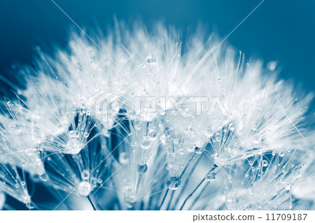 Super macro shot of white dandelion with water drops Super macro shot of white dandelion with water drops 11709187