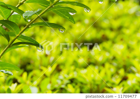 Water droplets Water droplets 11709477