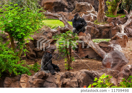 Gorilla monkey in park at Tenerife Canary 11709498