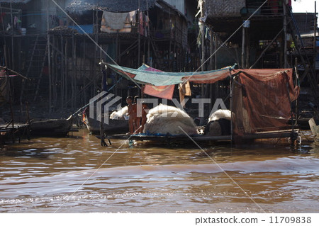 居住在Tonle Sap湖柬埔寨的水 11709838