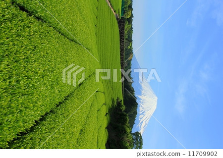 Tea field and Mt. Fuji in 2014 Tea field and Mt. Fuji in 2014 11709902