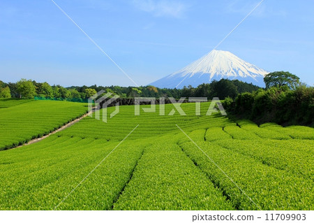 Tea field and Mt. Fuji in 2014 Tea field and Mt. Fuji in 2014 11709903