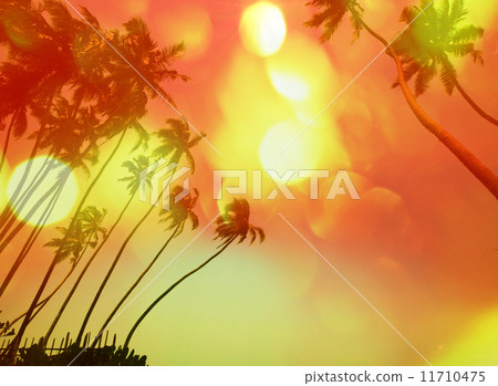 Tropical beach Tropical beach 11710475