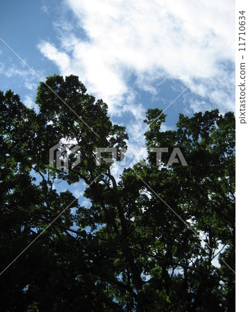 Muddy summer 11710634