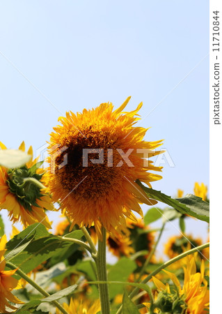 Sunflower festival of Nogi-machi Sunflower festival of Nogi-machi 11710844