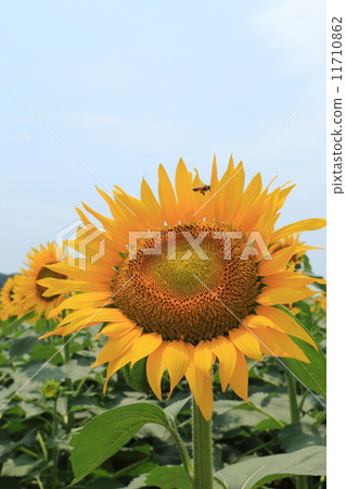 Sunflower festival of Nogi-machi Sunflower festival of Nogi-machi 11710862
