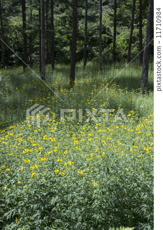 Oohangosou Oohangosou 11710984