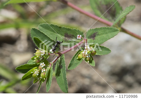 Freshwater fish 11710986