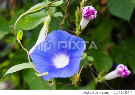 喇叭花 11711044
