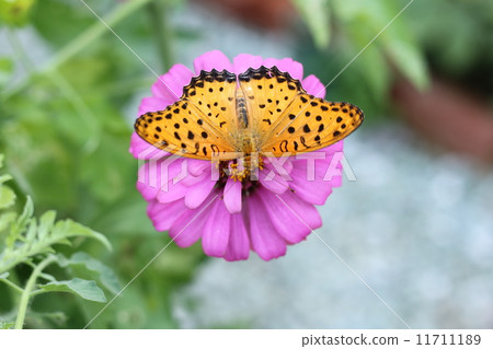 TsunagoroHyouton♂ 11711189