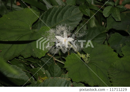 小丑花花 11711229