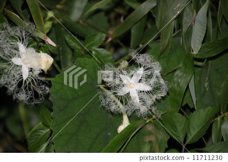 小丑花花 11711230