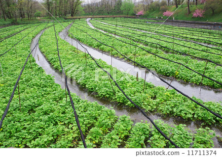 Daio Wasabi Farm Daio Wasabi Farm 11711374