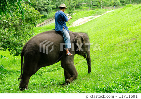 Asian elephant 11711691