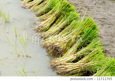 Green rice seedling prepare for transplanting 11711705