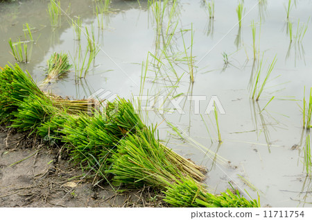 Green rice seedling prepare for transplanting 11711754