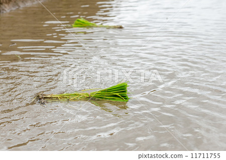 Green rice seedling prepare for transplanting 11711755