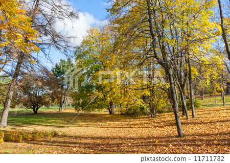 Beautiful Colorful Autumn Leaves Beautiful Colorful Autumn Leaves 11711782