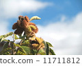 Chestnut  11711812
