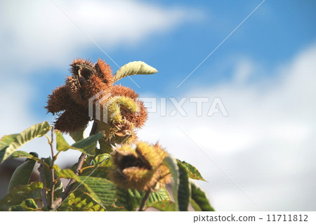Chestnut  11711812