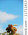 Chestnut  11711813