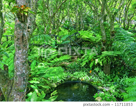 Trees Trees 11711853