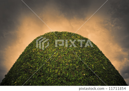 Formal Garden 11711854