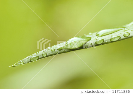 After the rain 11711886