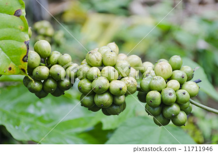 Coffee Beans Coffee Beans 11711946
