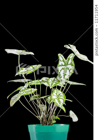 Decorative Plant Decorative Plant 11711954
